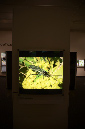 Wasp_exhibition__DSC3475